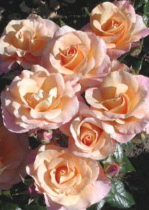 BRITANNIA (hybrid tea)